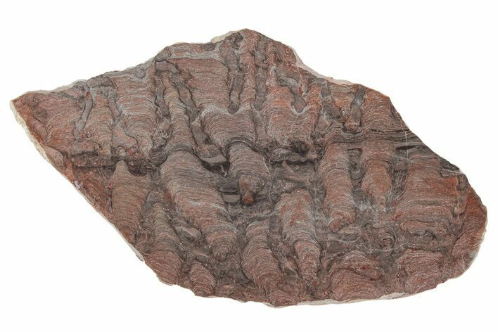 Polished Stromatolite (Acaciella) from Australia - MYA #208201